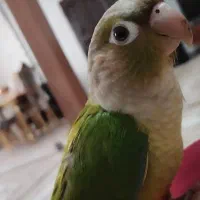 طوطی گرینچیک