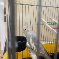 عروس هلندی ماده ۱ ساله