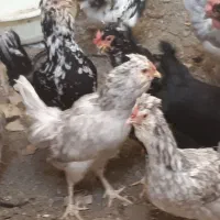 ۱۲عدد مرغ وخروس جوان