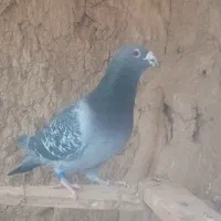 پلاکی شناسنامه دار