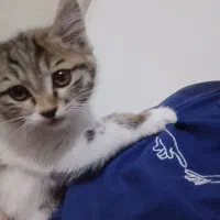 بچه گربه واگذاری رایگان فوری