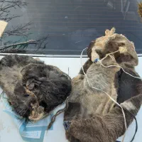 خیک|ظروف نگهدارنده، پلاستیکی، یک‌بارمصرف|محمدشهر, همایون ویلا|دیوار