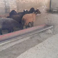 گوسفند قزل قرمز