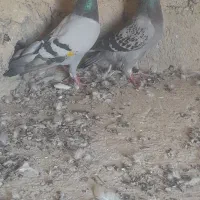 کبوتر