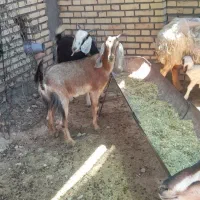 چپش فروشی