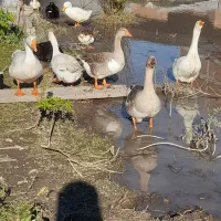 غوغاز و غاز محلی