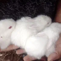 بچه خرگوش البینو