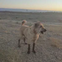 سگ وارداتی