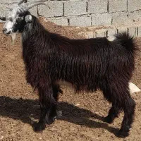 ۳راس کهره نر چاق