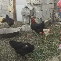 ۴ عدد مرغ تخم گذار