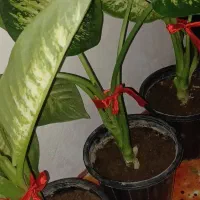 گل دیفن باخیا