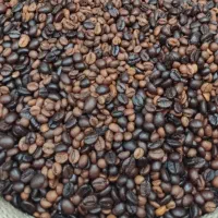 قهوه ۷۰/۳۰ روبوستا تازه و خوش‌عطر