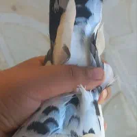 کبوتر