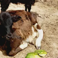 فروش گوساله ماده