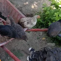 جوجه محلی و اردک