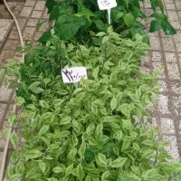 بار گل جدید رسید   با قیمت   مناسب
