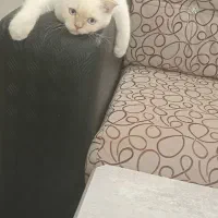 گربه نر برای جفتگیری