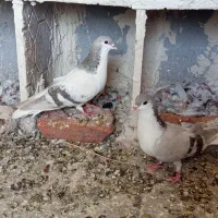 کبوتر