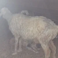 گوسفند ماده