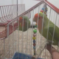 طوطی برزیلی|پرنده|ارومیه, |دیوار