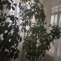 گل شفلر ابلق بزرگ