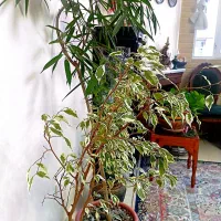 گل وگلدان