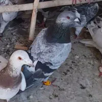 کفتر گم شده