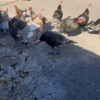 بوقلمون ماده و نر