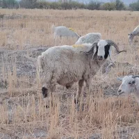 قوچ شیرازی