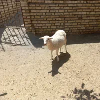 بره نر لاکن