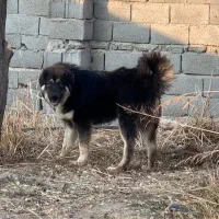 سگ قدرجونی نر نگهبان پژدر