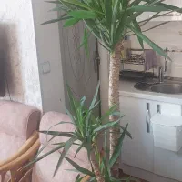 گل و گیاه آپارتمانی
