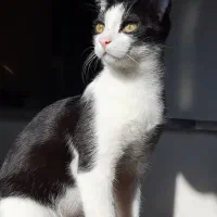 واگذاری گربه نر بسیار آرام ومهربان