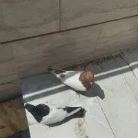 جفت کفتر سینه