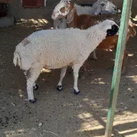 میش چاق کشتار