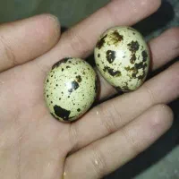 تخم نطفه دار بلدرچین