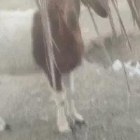 گوسفند فروشی