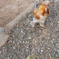 خروس سلطان و لهستانی