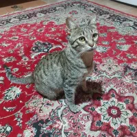 واگذاری گربه خانگی ماده