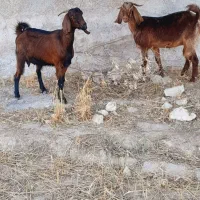 بزداشتی