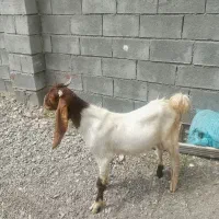 کهره نر پاکستانی