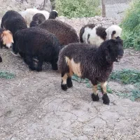 هشت عدد بره چاق چاق و سرحال