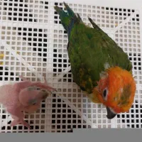 طوطی خورشیدی و ملنگو