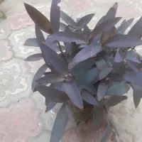 گل طبیعی