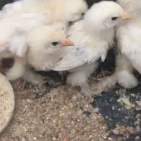 جوجه