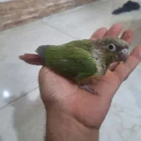 گرینچیک پاستیلی دستی