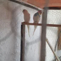 مرغ عشق