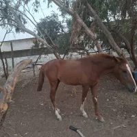 اسب|اسب و تجهیزات اسب‌سواری|برازجان, |دیوار