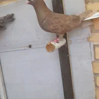 کبوتر