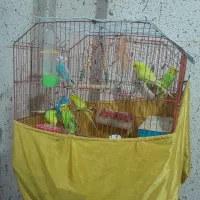 مرغ عشق 9 عدد